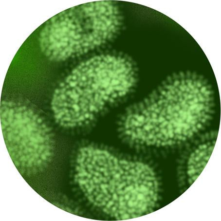 Flu - Giant Microbe